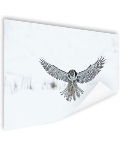 FotoCadeau.nl - Vliegende Hawkuil Poster 60x40 cm - Foto print op Poster (wanddecoratie)
