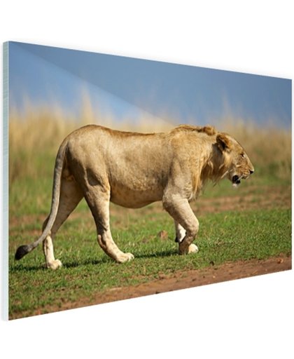 Jonge wilde mannelijke leeuw Glas 180x120 cm - Foto print op Glas (Plexiglas wanddecoratie)