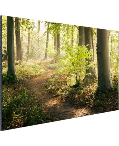 FotoCadeau.nl - Een bospad verlicht door de zon Aluminium 30x20 cm - Foto print op Aluminium (metaal wanddecoratie)