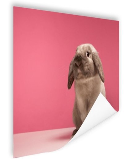 FotoCadeau.nl - Konijnen voor roze muur Poster 150x75 cm - Foto print op Poster (wanddecoratie)