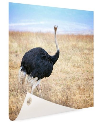 FotoCadeau.nl - Portret mannelijke struisvogel Tuinposter 60x40 cm - Foto op Tuinposter (tuin decoratie)