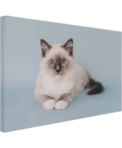 Liggende Ragdoll kat Canvas 180x120 cm - Foto print op Canvas schilderij (Wanddecoratie)