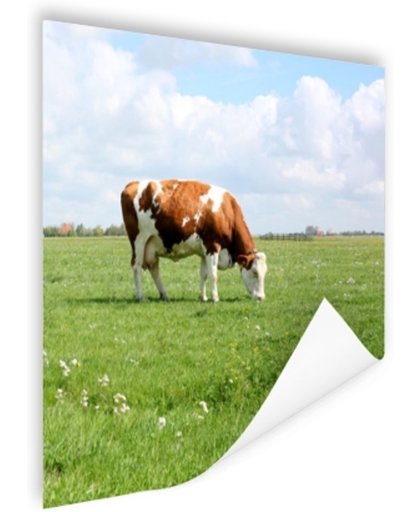 FotoCadeau.nl - Bruin-witte koe in de wei Poster 50x50 cm - Foto print op Poster (wanddecoratie)