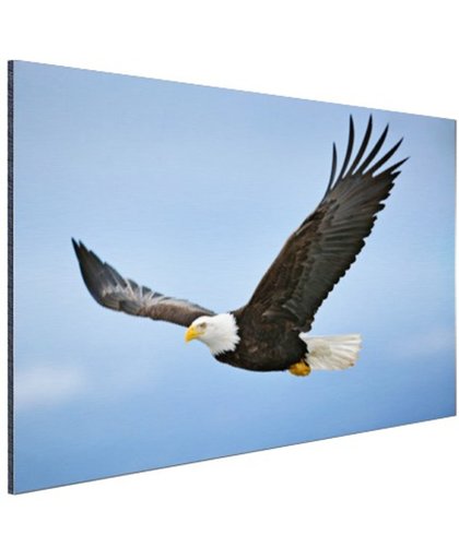 Adelaar tijdens vlucht foto Aluminium 180x120 cm - Foto print op Aluminium (metaal wanddecoratie)
