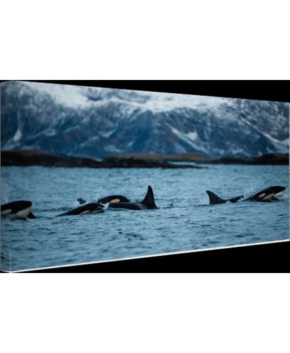 Groep orkas Canvas 180x120 cm - Foto print op Canvas schilderij (Wanddecoratie)