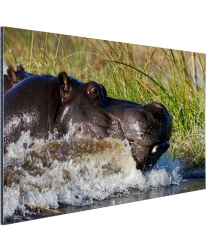 Nijlpaard richting het droge Aluminium 180x120 cm - Foto print op Aluminium (metaal wanddecoratie)