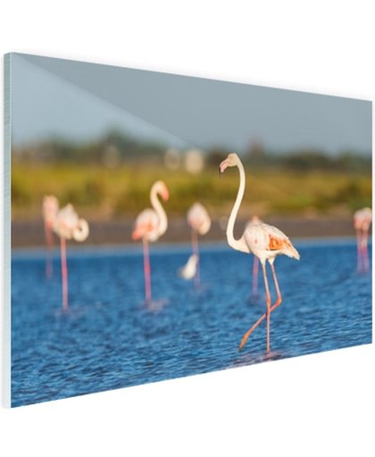 Groep Europese flamingos Glas 180x120 cm - Foto print op Glas (Plexiglas wanddecoratie)
