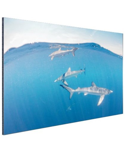 Haaien aan de oppervlakte Aluminium 180x120 cm - Foto print op Aluminium (metaal wanddecoratie)