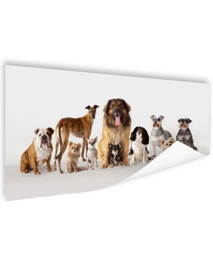 FotoCadeau.nl - Groepsportret van honden Poster 60x40 cm - Foto print op Poster (wanddecoratie)