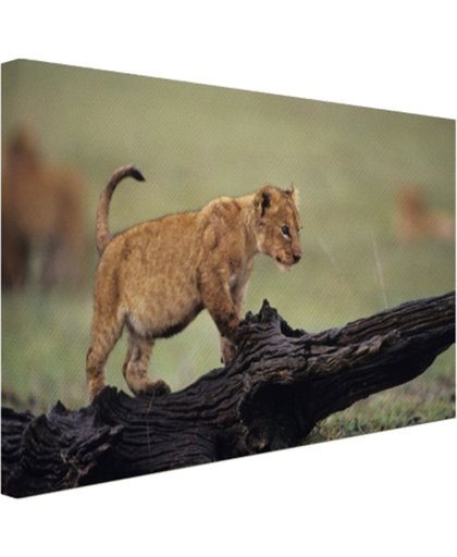 Jong leeuwtje in Kenia Canvas 180x120 cm - Foto print op Canvas schilderij (Wanddecoratie)
