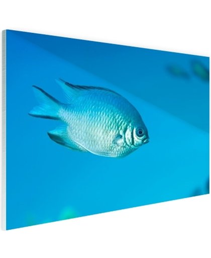 Blauw-grijze vis Glas 180x120 cm - Foto print op Glas (Plexiglas wanddecoratie)