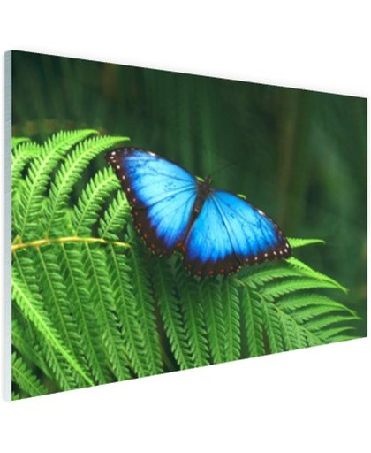 Morpho vlinder Glas 180x120 cm - Foto print op Glas (Plexiglas wanddecoratie)