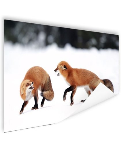 FotoCadeau.nl - Vechtende vossen Poster 120x80 cm - Foto print op Poster (wanddecoratie)