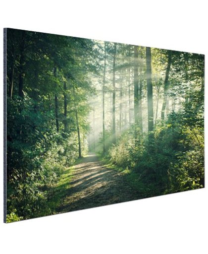 Zonnige oktobermorgen in het bos Aluminium 180x120 cm - Foto print op Aluminium (metaal wanddecoratie)