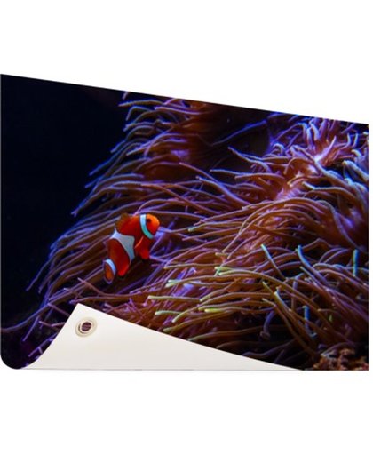 FotoCadeau.nl - Nemo clown vis bij koraal Tuinposter 120x80 cm - Foto op Tuinposter (tuin decoratie)