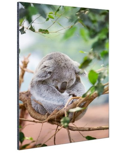 FotoCadeau.nl - Zittende koala met bladeren Aluminium 20x30 cm - Foto print op Aluminium (metaal wanddecoratie)