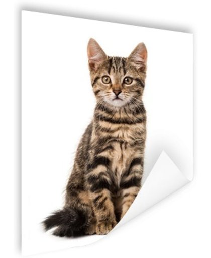 FotoCadeau.nl - Poserende kitten Poster 120x180 cm - Foto print op Poster (wanddecoratie)