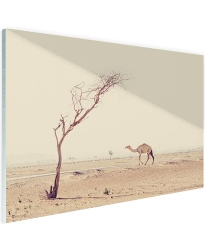 Kameel wandelt over woestijnweg in Dubai Glas 180x120 cm - Foto print op Glas (Plexiglas wanddecoratie)