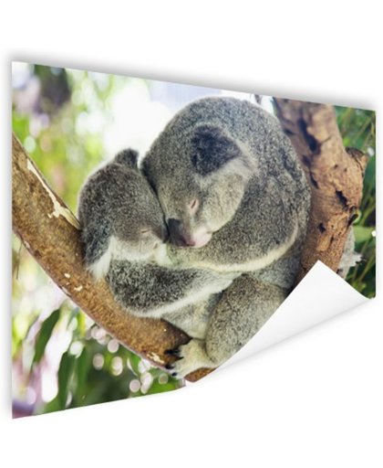 FotoCadeau.nl - Knuffelende koala moeder en joey Poster 60x40 cm - Foto print op Poster (wanddecoratie)