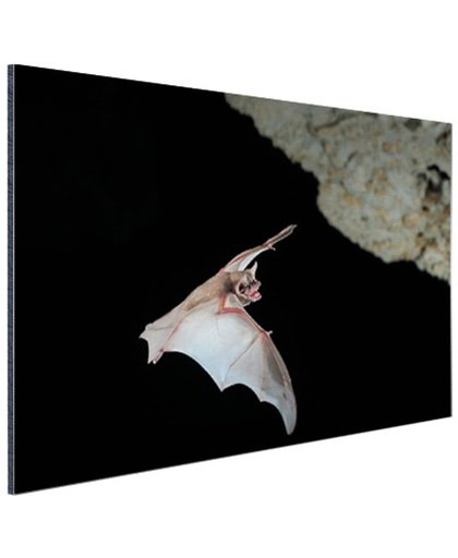 Vleermuis in grot Aluminium 180x120 cm - Foto print op Aluminium (metaal wanddecoratie)