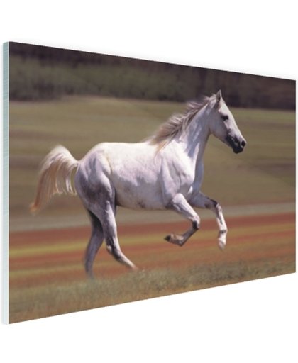 FotoCadeau.nl - Vrolijk wit paard loopt in grasveld Glas 60x40 cm - Foto print op Glas (Plexiglas wanddecoratie)