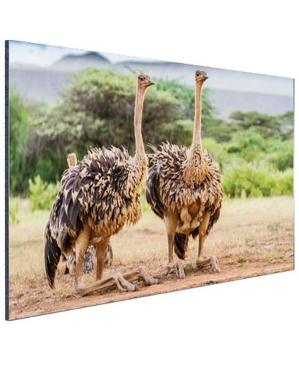 Vrouwelijke struisvogels Aluminium 180x120 cm - Foto print op Aluminium (metaal wanddecoratie)