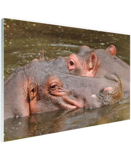 FotoCadeau.nl - Nijlpaarden naast elkaar Glas 90x60 cm - Foto print op Glas (Plexiglas wanddecoratie)