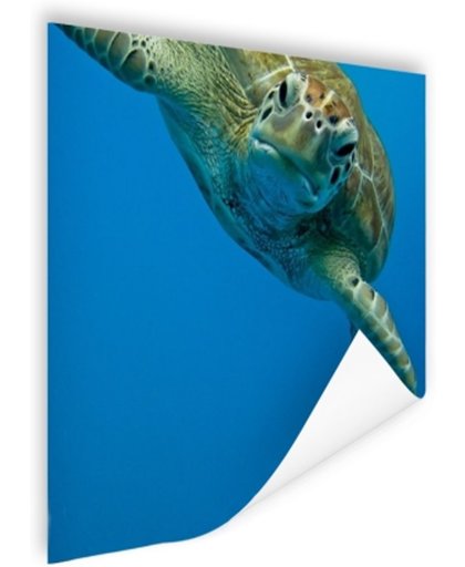 FotoCadeau.nl - Fotoprint oogcontact met schildpad Poster 80x120 cm - Foto print op Poster (wanddecoratie)