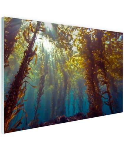 Zonlicht en planten onder water Glas 180x120 cm - Foto print op Glas (Plexiglas wanddecoratie)