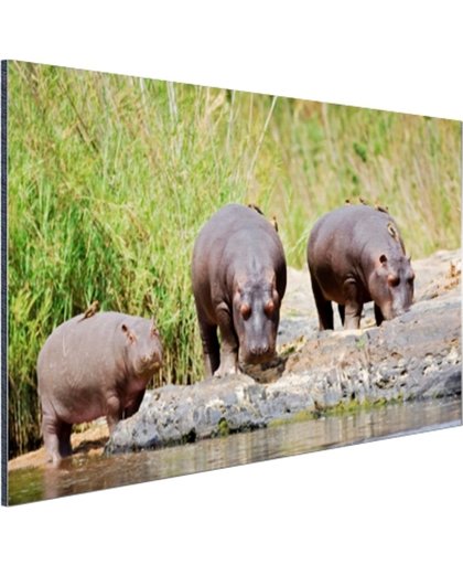 Nijlpaarden naast elkaar in Zuid-Afrika Aluminium 180x120 cm - Foto print op Aluminium (metaal wanddecoratie)