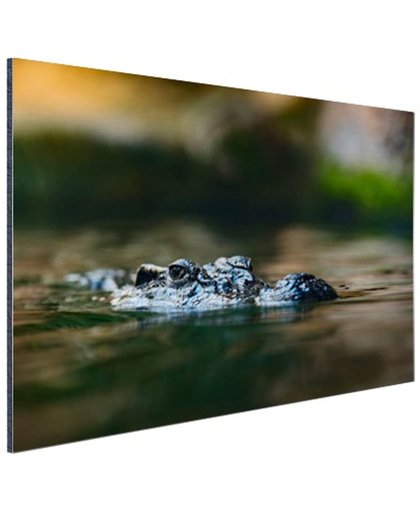 Krokodil aan de oppervlakte Aluminium 180x120 cm - Foto print op Aluminium (metaal wanddecoratie)