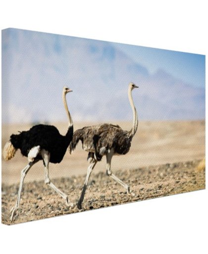 Twee rennende struisvogels Canvas 180x120 cm - Foto print op Canvas schilderij (Wanddecoratie)