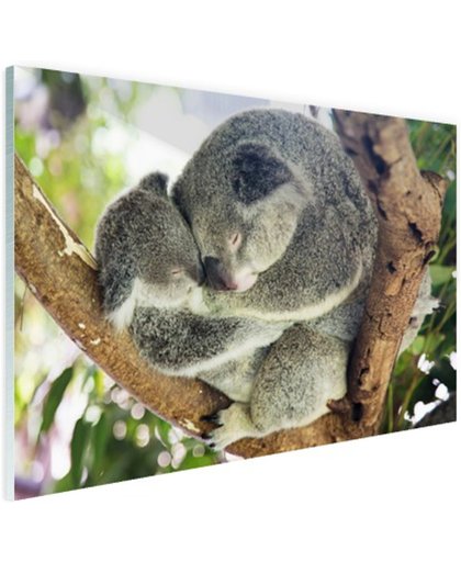 Knuffelende koala moeder en joey Glas 180x120 cm - Foto print op Glas (Plexiglas wanddecoratie)