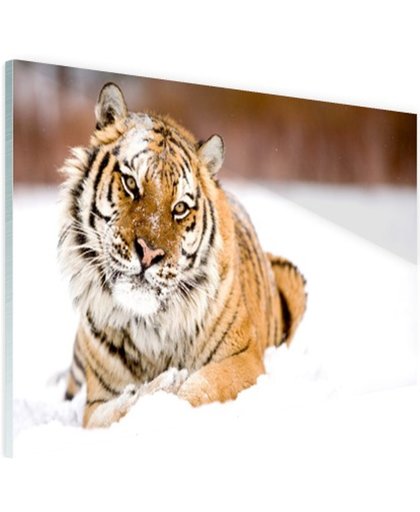 Amur tijger in de sneeuw Glas 180x120 cm - Foto print op Glas (Plexiglas wanddecoratie)