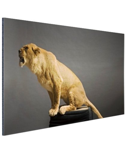 Leeuwin zit op een platform Aluminium 180x120 cm - Foto print op Aluminium (metaal wanddecoratie)