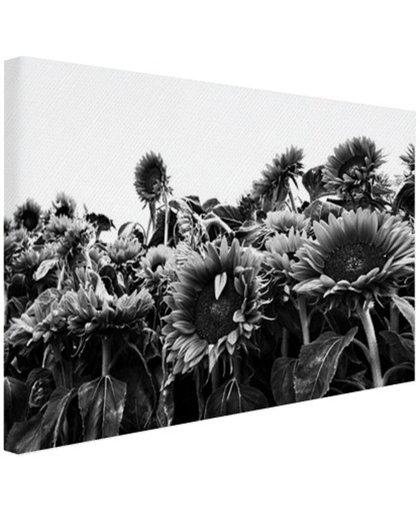 Zonnebloemen in Nederland zwart-wit Canvas 180x120 cm - Foto print op Canvas schilderij (Wanddecoratie)