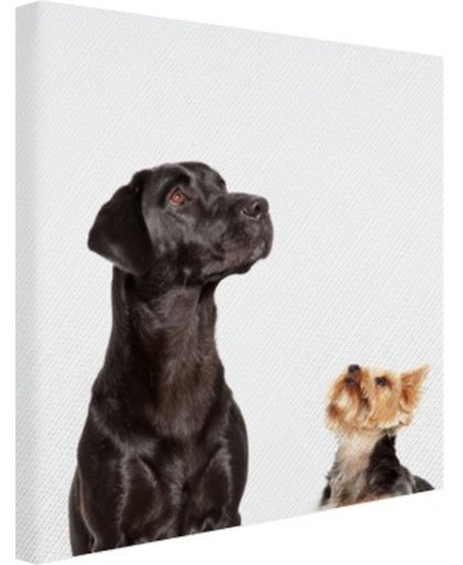 Omhoog kijkende honden Canvas 120x180 cm - Foto print op Canvas schilderij (Wanddecoratie)