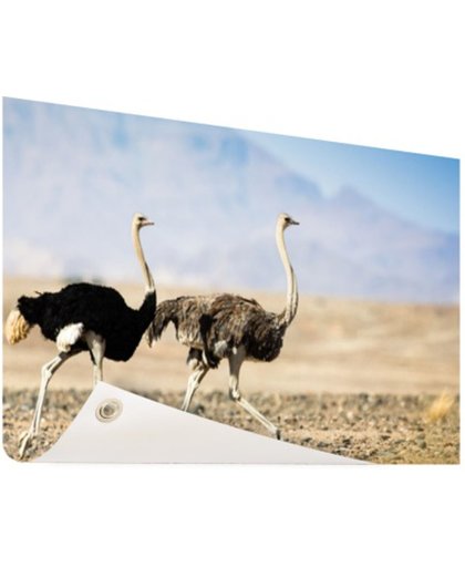 FotoCadeau.nl - Twee rennende struisvogels Tuinposter 200x100 cm - Foto op Tuinposter (tuin decoratie)