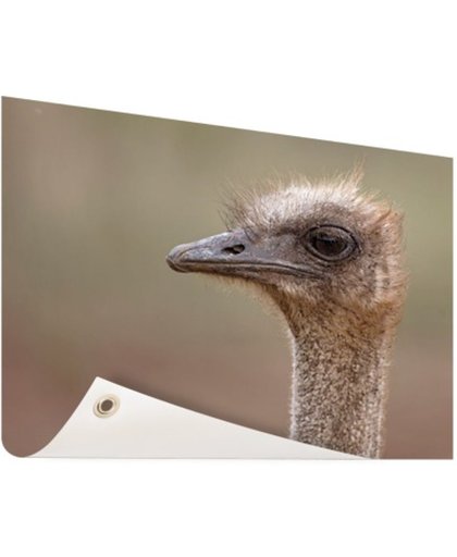 FotoCadeau.nl - Portret struisvogel Tuinposter 200x100 cm - Foto op Tuinposter (tuin decoratie)