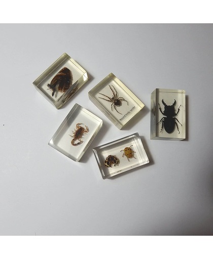 insecten verzameling