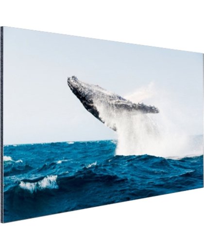 Walvis springt achterover in blauw water Aluminium 180x120 cm - Foto print op Aluminium (metaal wanddecoratie)