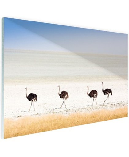 Struisvogels in de natuur foto Glas 180x120 cm - Foto print op Glas (Plexiglas wanddecoratie)