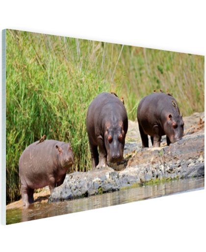 Nijlpaarden naast elkaar in Zuid-Afrika Glas 180x120 cm - Foto print op Glas (Plexiglas wanddecoratie)