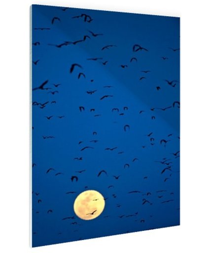 Vleermuizen voor volle maan Glas 120x180 cm - Foto print op Glas (Plexiglas wanddecoratie)