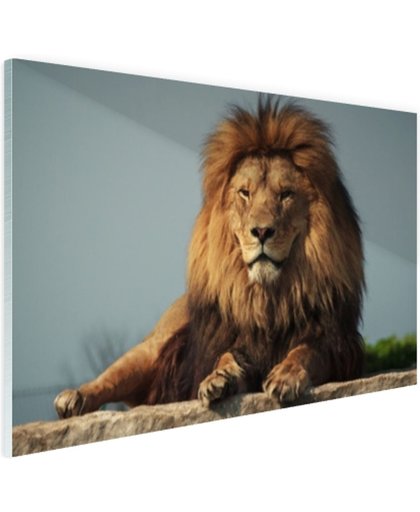 Rustende leeuw op een rotsblok Glas 180x120 cm - Foto print op Glas (Plexiglas wanddecoratie)