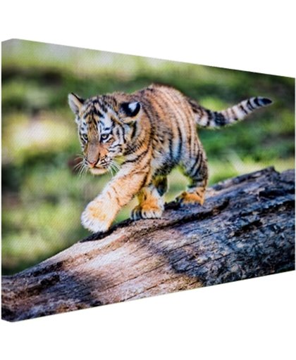 Jong tijgertje loopt op boomstam Canvas 180x120 cm - Foto print op Canvas schilderij (Wanddecoratie)