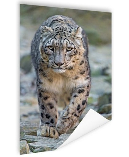 FotoCadeau.nl - Lopende sneeuwluipaard Poster 75x150 cm - Foto print op Poster (wanddecoratie)
