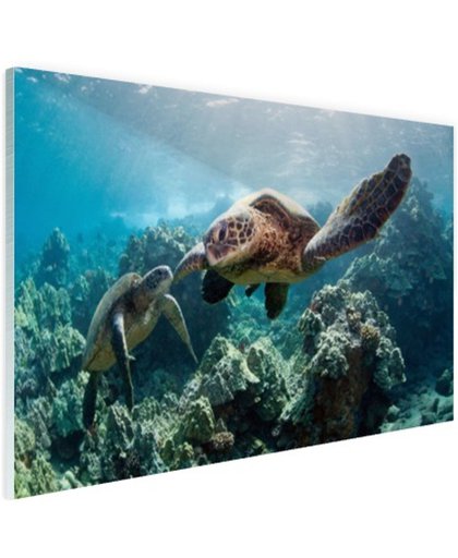 Twee zeeschildpadden Glas 180x120 cm - Foto print op Glas (Plexiglas wanddecoratie)