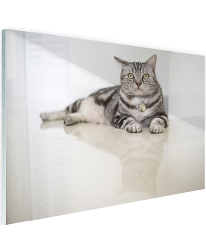 Amerikaanse korthaar kat Glas 180x120 cm - Foto print op Glas (Plexiglas wanddecoratie)