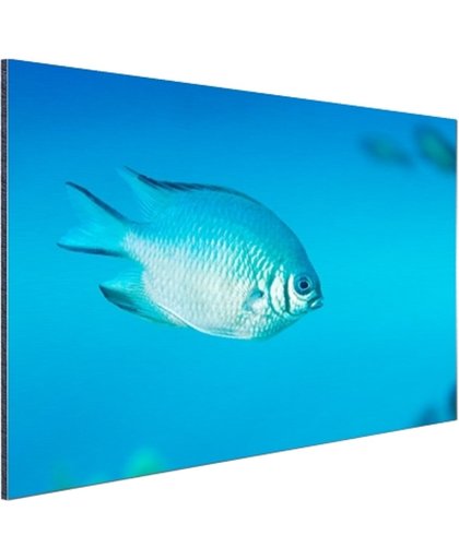 Blauw-grijze vis Aluminium 180x120 cm - Foto print op Aluminium (metaal wanddecoratie)